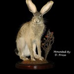 Taxidermy of a rabbit