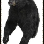 Half-body taxidermy of a bear