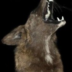 Taxidermy of a howling coyote