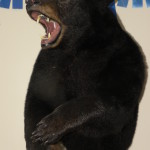 Taxidermy of a bear