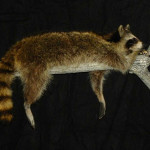 Taxidermy of a raccoon