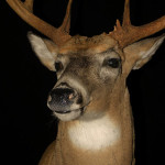 Whitetail Deer Taxidermy