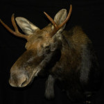 Taxidermy of a moose head