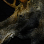 Close-up shot of a taxidermy moose head