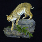 Taxidermy of a rusty-spotted cat