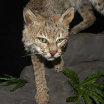 Taxidermy of a Savannah cat