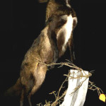 Taxidermy of a standing coyote