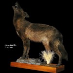 Taxidermy of a coyote