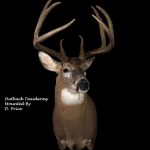 Whitetail Deer Taxidermy