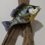 Taxidermy of a shellcracker