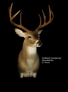 Whitetail Deer Taxidermy