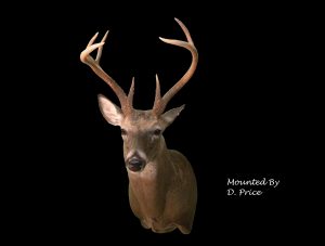 Whitetail Deer Taxidermy