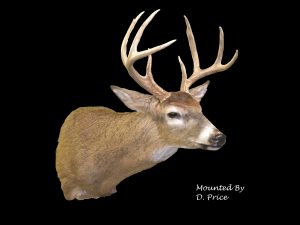 Whitetail Deer Taxidermy