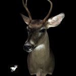 Whitetail Deer Taxidermy