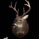 Whitetail Deer