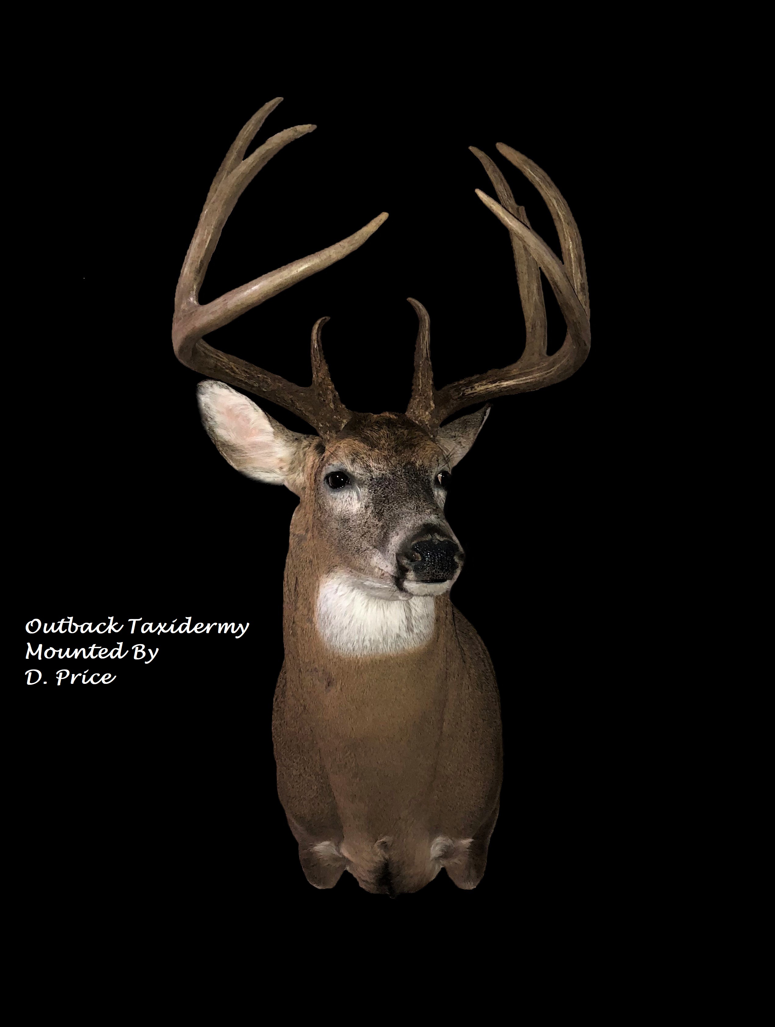 Sammoore 2 Outback Taxidermy