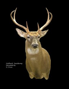 Whitetail Deer Taxidermy