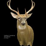 Whitetail Deer Taxidermy