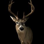 Whitetail Deer Taxidermy