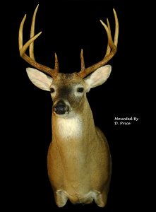 Whitetail Deer Taxidermy