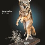 Taxidermy of a leaping coyote