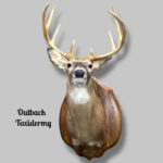 Whitetail Deer