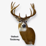 Whitetail Deer