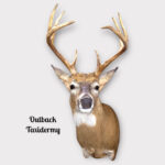 Whitetail Deer