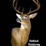 Whitetail Deer