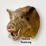 Wild Boar