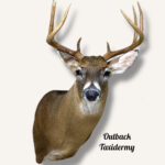 Whitetail Deer