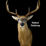 Whitetail Deer