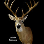 Whitetail Deer