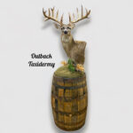 Whitetail Deer