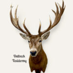 Red Deer