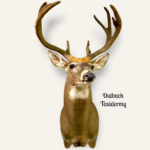 Whitetail Deer