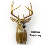 Whitetail Deer
