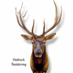 Bull Elk