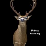 Whitetail Deer