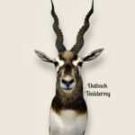 Black Buck Antelope
