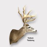 Whitetail Deer