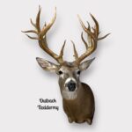 Whitetail Deer