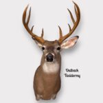 Whitetail Deer