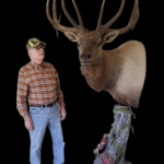 Bull Elk