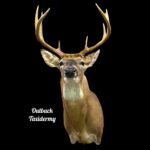 Whitetail Deer