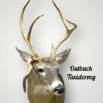 Whitetail Deer