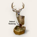 Whitetail Deer
