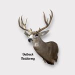 Mule Deer