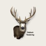 Mule Deer