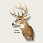 Whitetail Deer